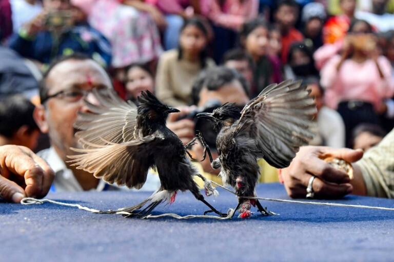 India,animal,culture