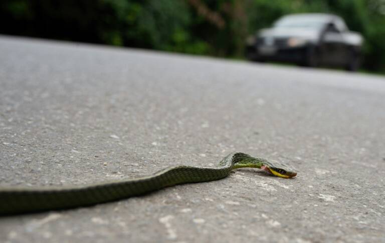 Brasil,ecología,animales,IA