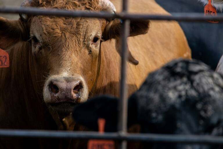 ciencias,salud,ganadería,animales,economía,EEUU,Texas