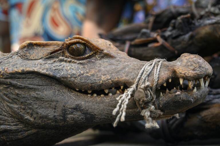 RDCongo,animales,medioambiente,fleuve,caza