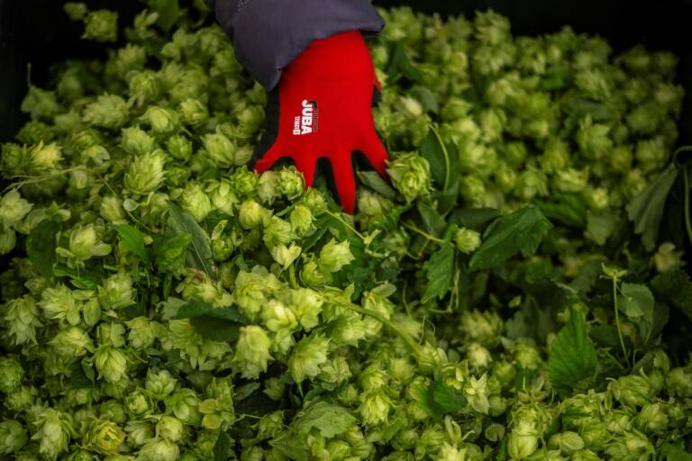 España,clima,agricultura,medioambiente,cerveza,lúpulo