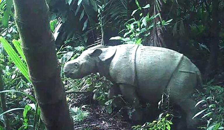 Indonesia,rhino,conservation,animal
