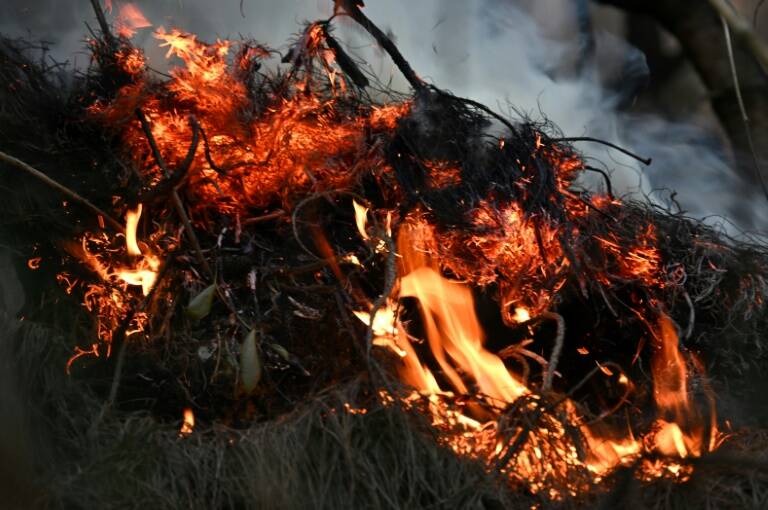 Colombia,incendios,emergencia,medioambiente,plantas,ciencia