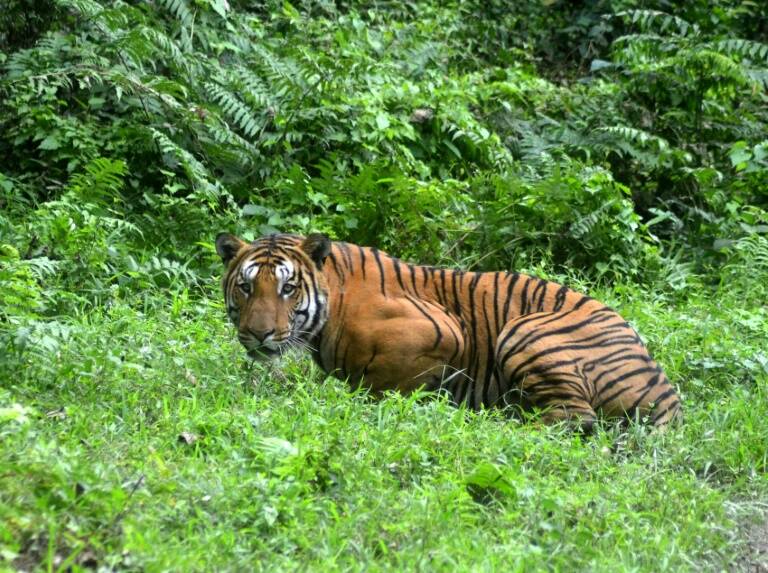 India,animales,clima,medioambiente,ecología,bosques,población
