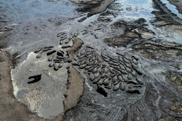 animales,clima,Botsuana,sequía,agua