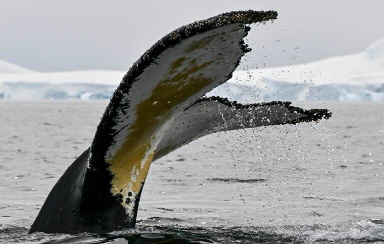 Antártida,Colombia,ciencia,ciencias,biología,ballenas,medioambiente