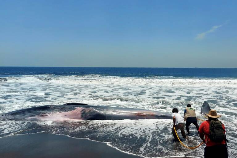 Guatemala,naturaleza,animales,ballena,medioambiente,ecología,fauna