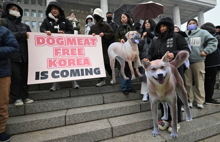 SCorea,animales,perros