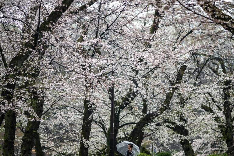 Japan,nature,tradition,lifestyle,sakura
