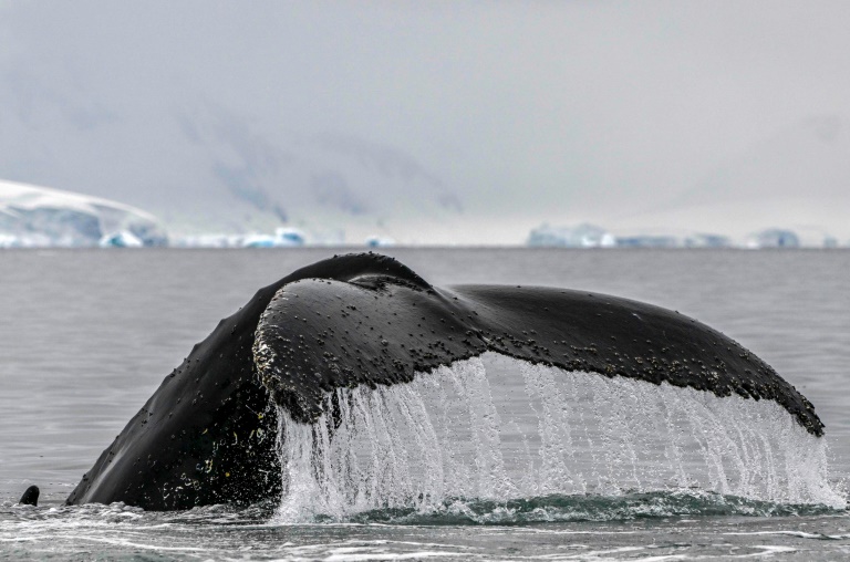 NZealand,environment,whales