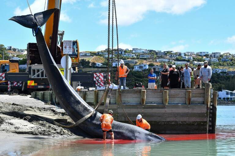 NZealand,conservation,environment,whale