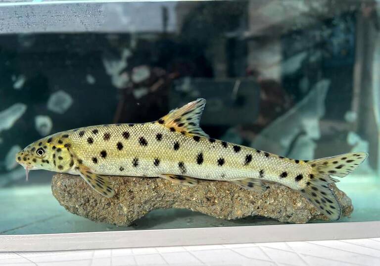 environnement,poisson,Turquie
