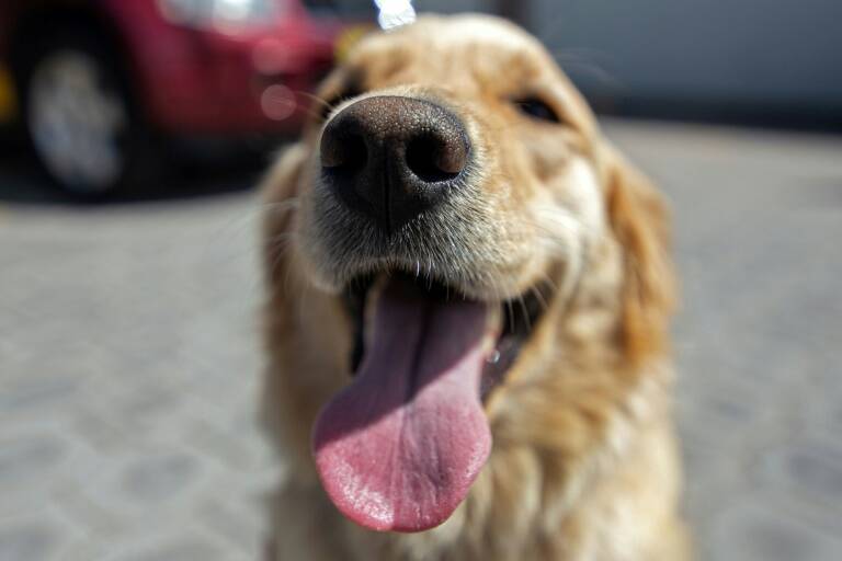 Animal,science,dogs