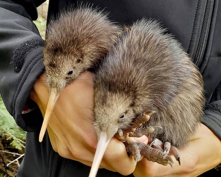 NZealand,environment,animal,kiwi