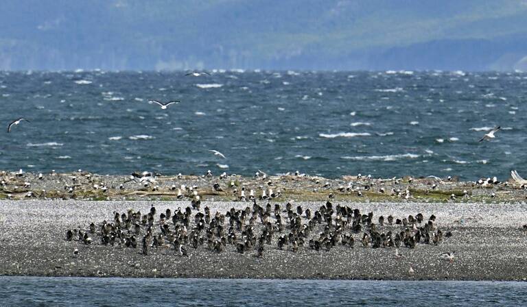 medioambiente,animales,salud,CHILE,ANTÁRTIDA