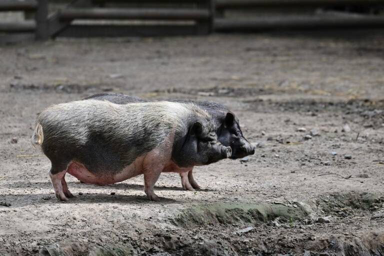 Francia,animales,insólito