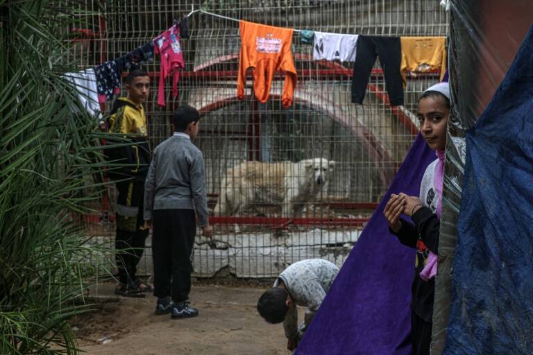 Israel,Palestinians,conflict,animal