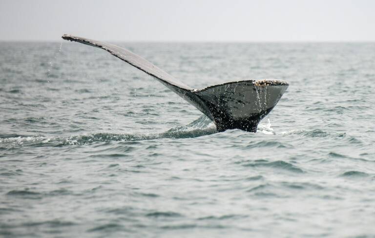Perú,medioambiente,pesca,océanos