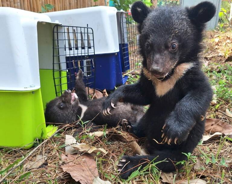 Laos,animal,conservation,bear