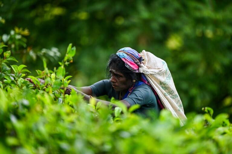 SriLanka - Iran - trade - tea