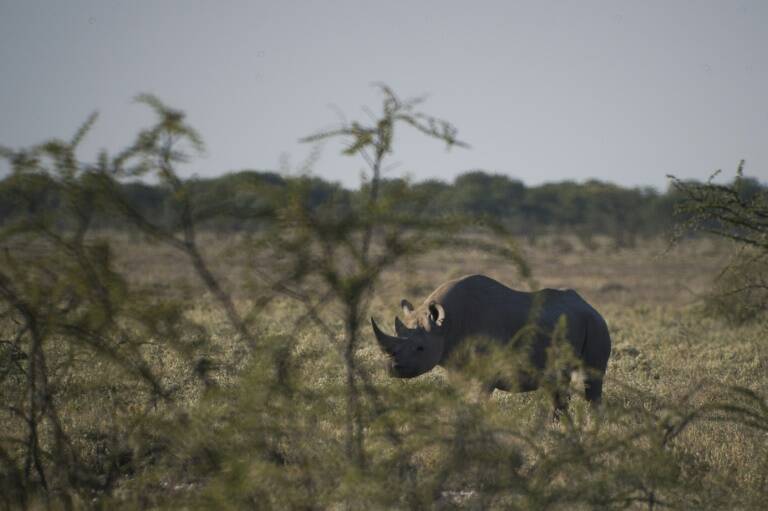 animales,ambiente,Namibia