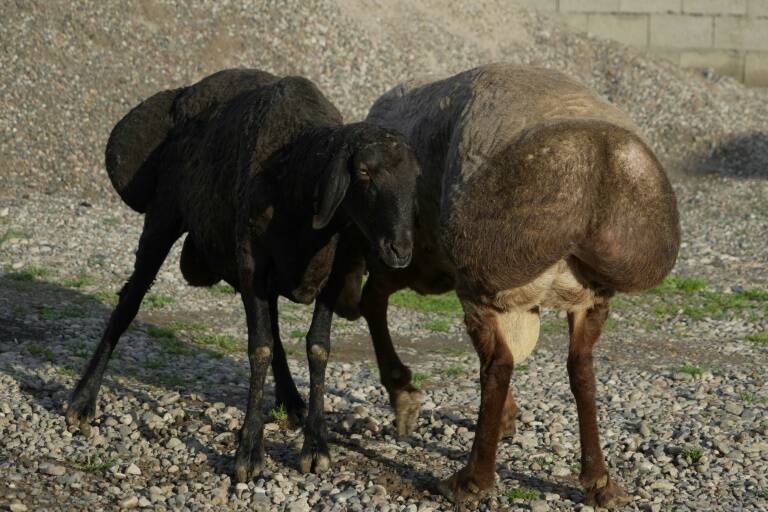 Tayikistán,animales,granjas,clima,medioambiente,ganadería