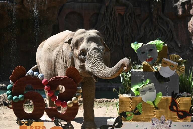 animales,zoología,Guatemala