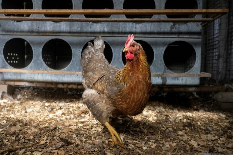 Francia,animales,ganadería,ciencias