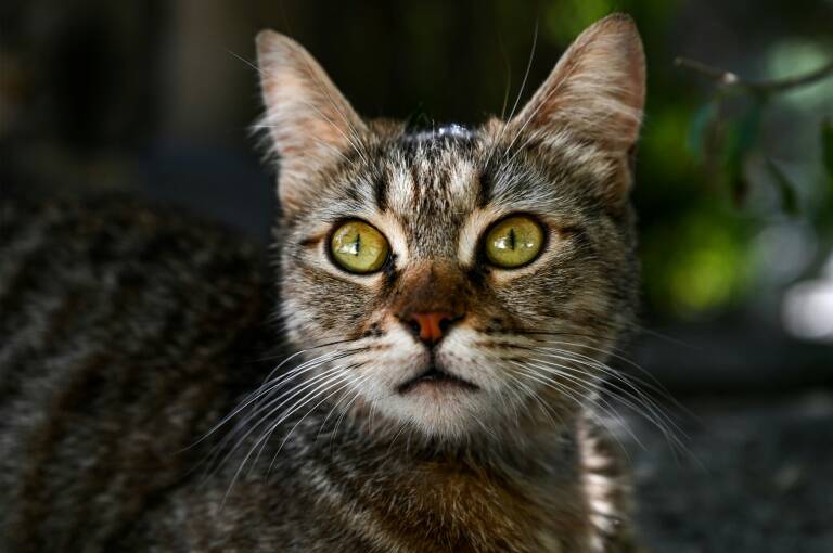 España,gatos,crimen,animales