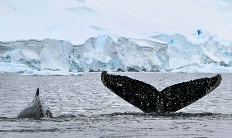 environnement,climat,animaux