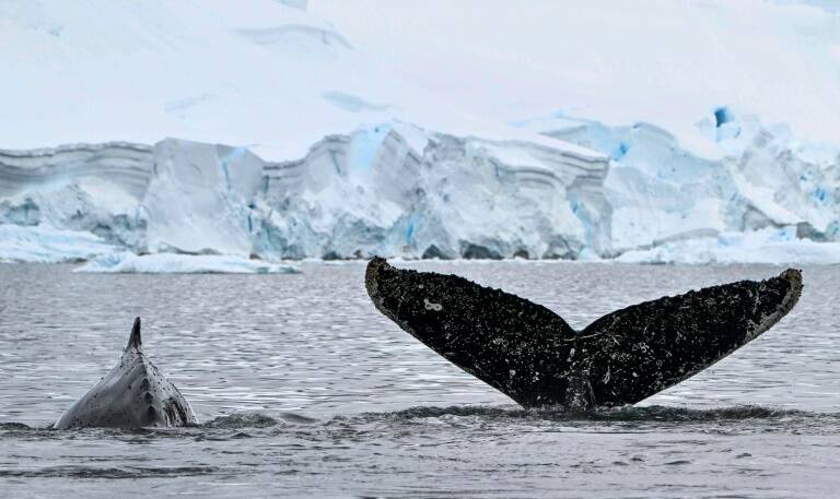 environnement - climat - animaux