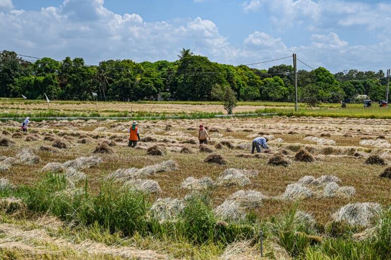 Philippines,agriculture,rice,biotechnology
