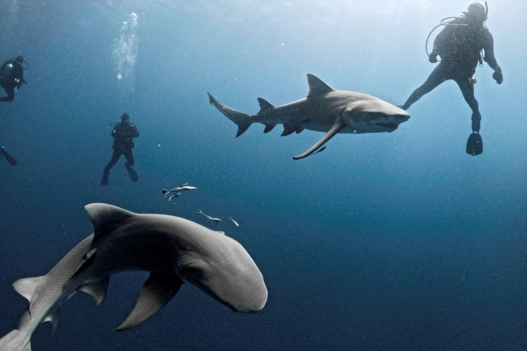 EEUU - animales - medioambiente - tiburones - fauna - ocanos