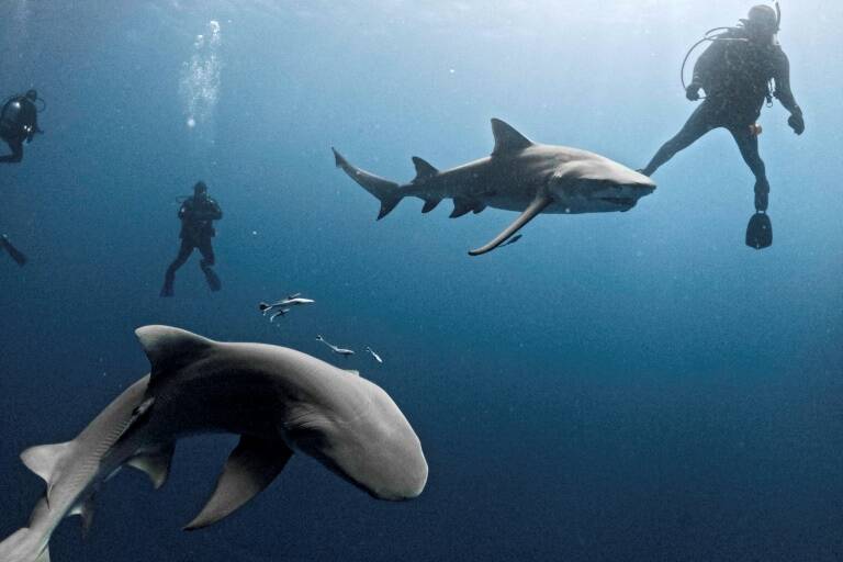EEUU,animales,medioambiente,tiburones,fauna,océanos