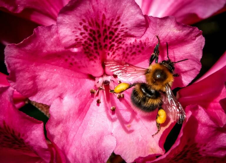 climate,wildlife,bees
