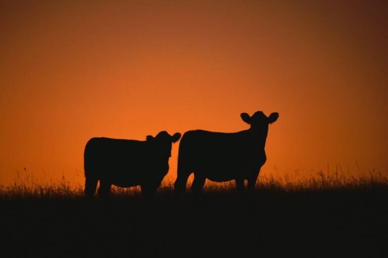 Uruguay,Brasil,ganadería,carne,consumidores,política,comercio,agricultura,empresas