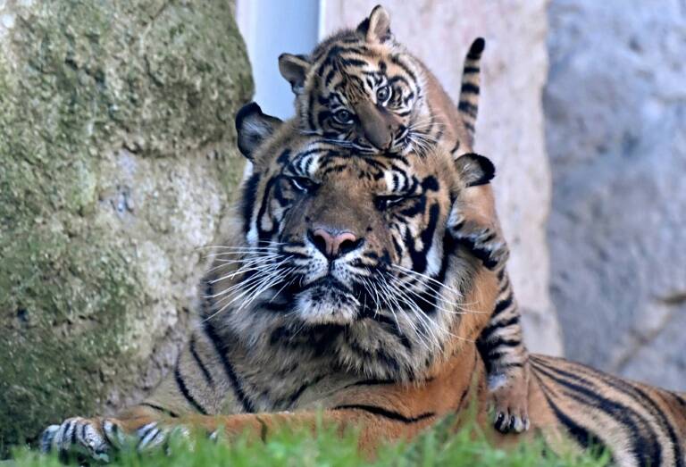 Italie,animaux,Indonésie