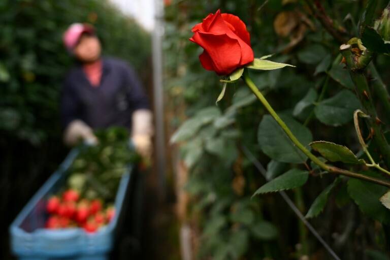 Colombia,agricultura,SanValentín,festividades,economía,flores,comercio