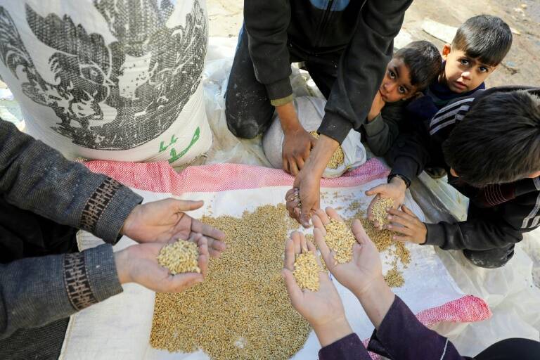 Ucrania,materias,primas,conflicto,cultivos,comercio,Rusia,agricultura