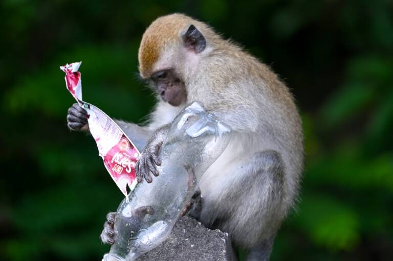 primates,evolución,zoología,ciencias,animales