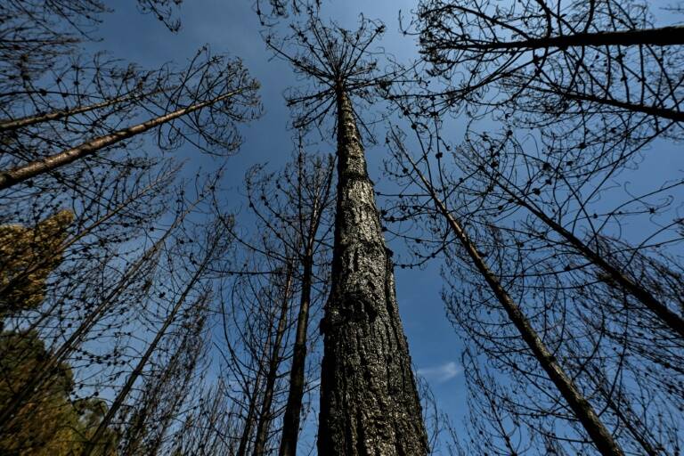 Colombia,emergencia,incendios