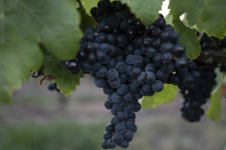 España,Chile,Francia,Italia,vinicultura,bebidas,consumidores,India