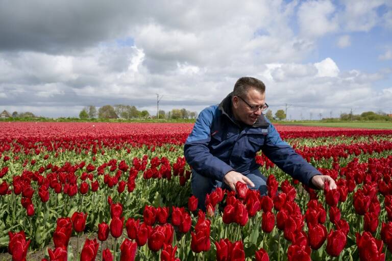 climat,PaysBas,fleurs,agriculture