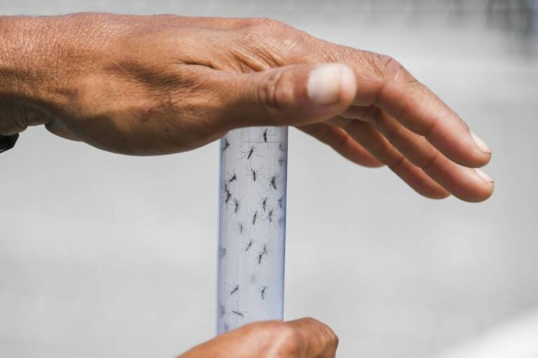 Brasil,salud,dengue