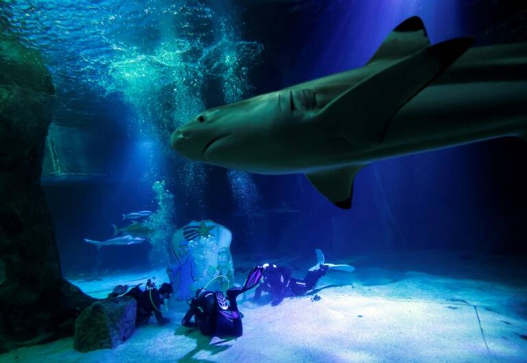 finning,shark,animal,fishing,environment