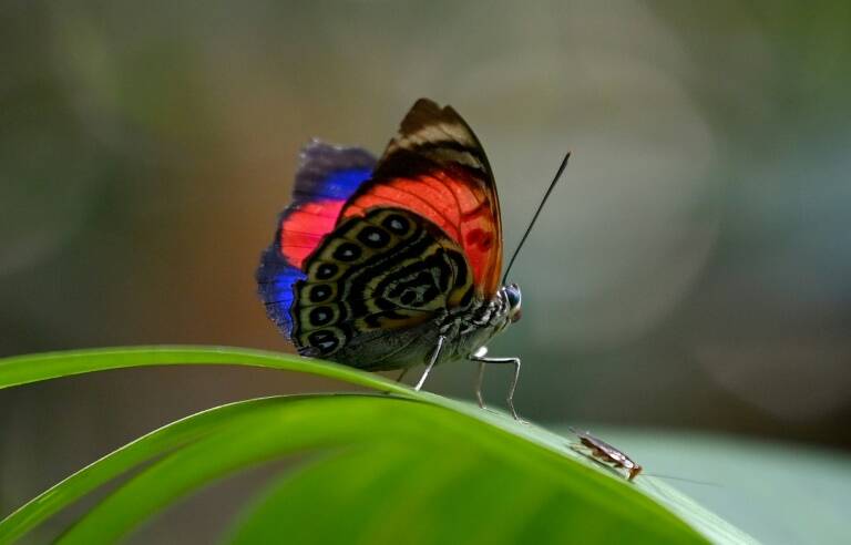 Ecuador,EEUU,naturaleza,medioambiente,ciencias,animales,clima